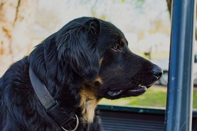 Close-up of black dog