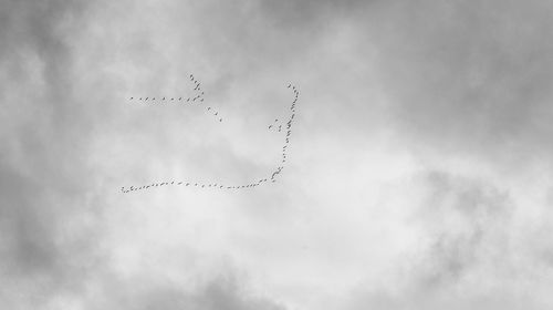 Low angle view of birds flying against sky