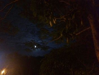 Low angle view of illuminated trees at night