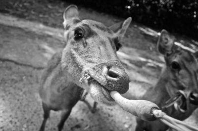 Close-up of portrait of dog outdoors