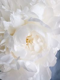 Close-up of white rose flower