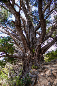 Low angle view of trees in forest against sky