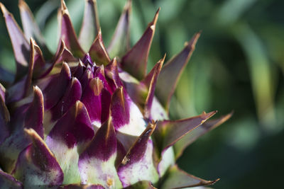 Close-up of purple flowering plant