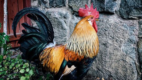 Close-up of rooster