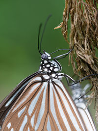 Close-up of butterfly on plant