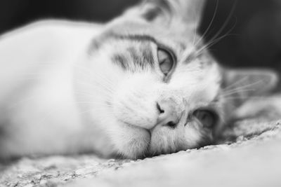 Close-up portrait of cat