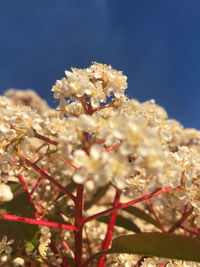 Close-up of flowering plant