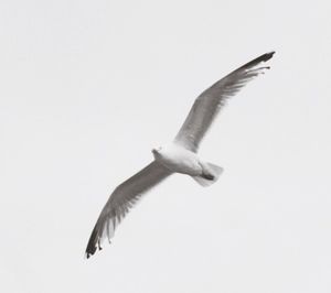 Low angle view of seagulls flying over white background