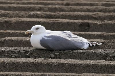 Close-up of seagull