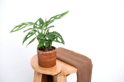 Close-up of potted plant on table against white background