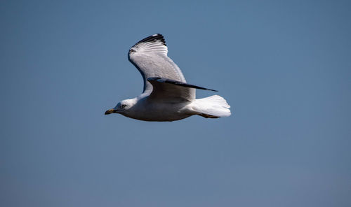 Low angle view of seagull flying against clear blue sky