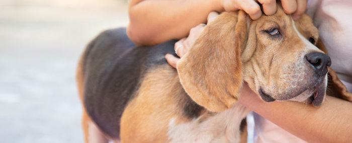 Midsection of man with dog