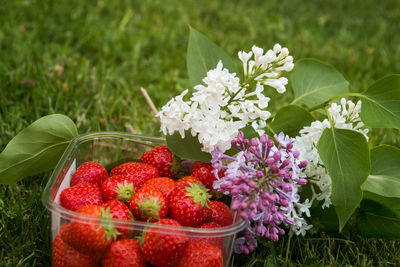 Close-up of strawberries