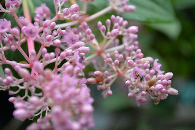 Close-up of pink flowers blooming outdoors