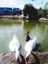 View of swans swimming in lake