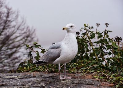 Close-up of bird perching on ground