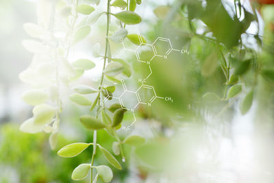 Close-up of white flowering plant with chemistry hexagon background 