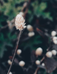 Close-up of dandelion flower