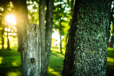 Close-up of tree trunk in forest