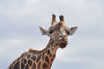 Giraffe standing against sky