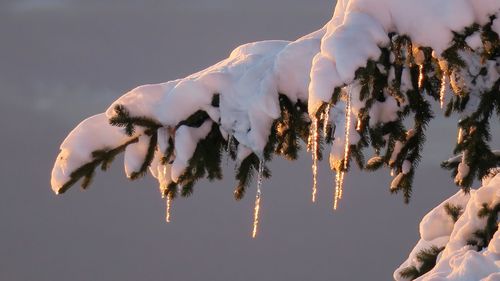 Close-up of starfish on tree against sky