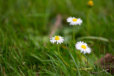 Close-up of white daisy flowers on field