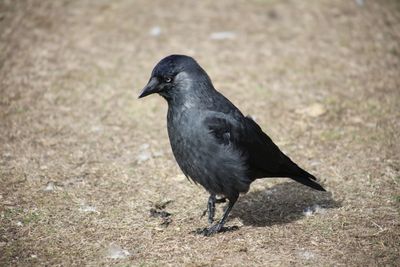 Close-up of bird perching on street