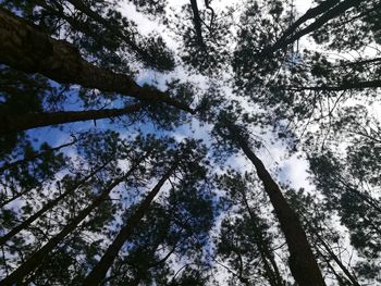 Low angle view of trees against sky