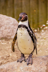 Close shot of humboldt penguin