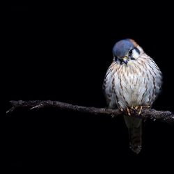 Close-up of bird perching on white background