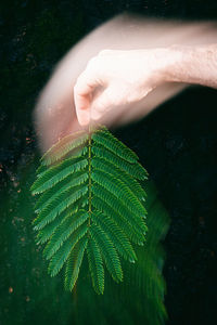 Close-up of hand holding leaves against tree trunk