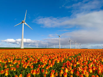 Scenic view of sunflower field against sky