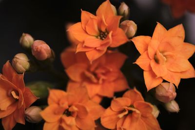 Close-up of orange flowering plants