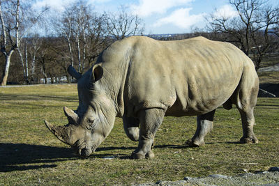 White rhino in a field