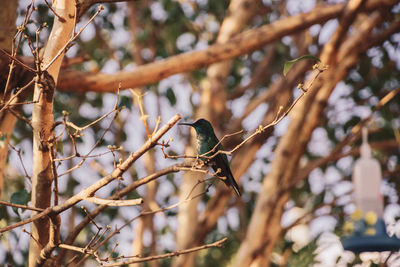 Close-up of bird perching on branch