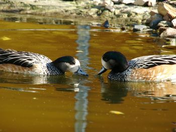 Ducks swimming in lake