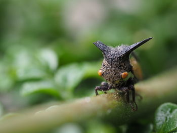 Close-up of insect on leaf