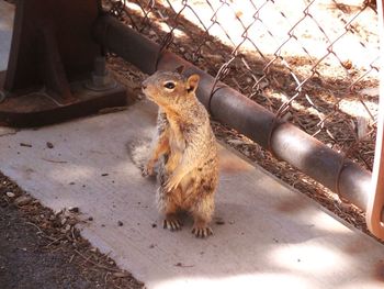 Close-up of squirrel on ground