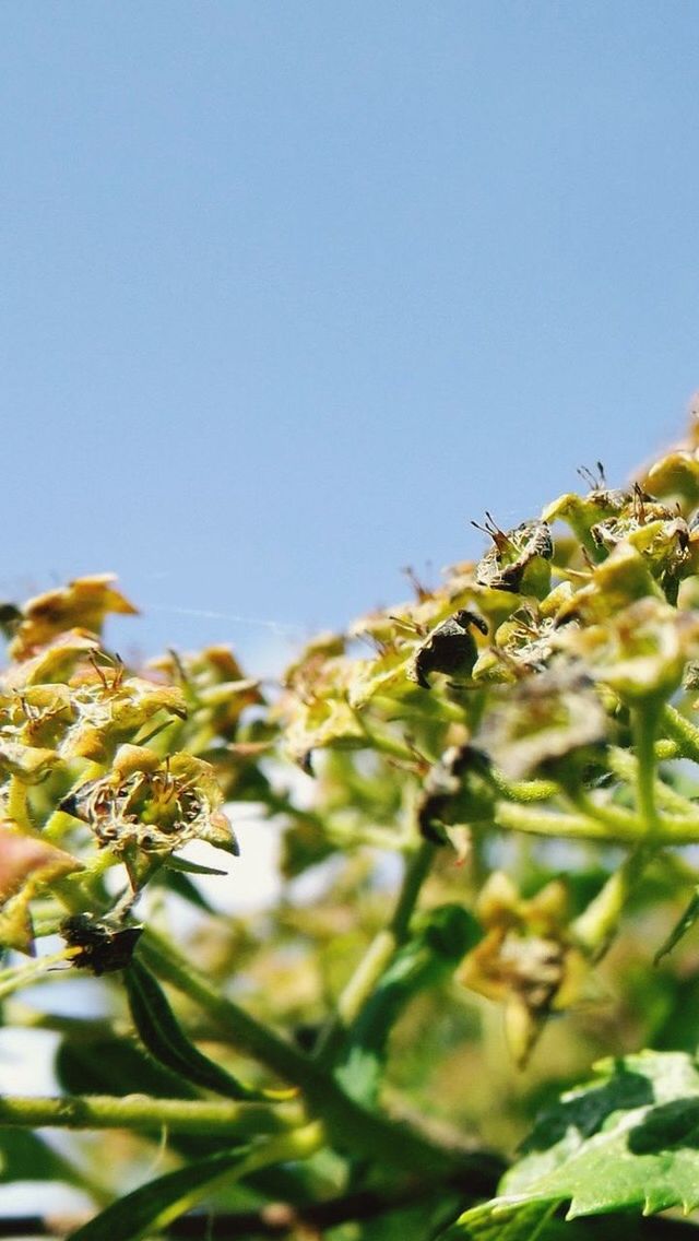 LOW ANGLE VIEW OF FLOWERS