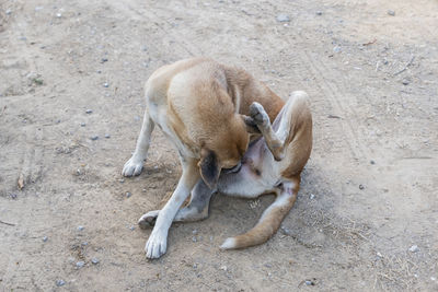 High angle view of dog on field