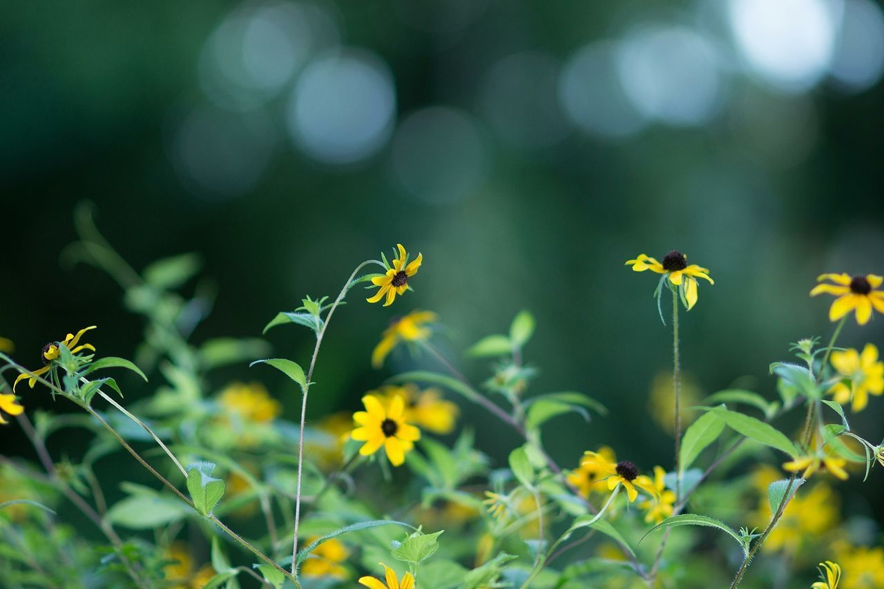 flower, yellow, growth, freshness, focus on foreground, fragility, beauty in nature, close-up, nature, petal, plant, blooming, selective focus, stem, flower head, field, in bloom, day, outdoors, wildflower