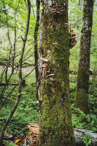 Close-up of tree trunk