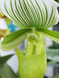 Close-up of green leaves