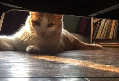 Portrait of cat relaxing on table