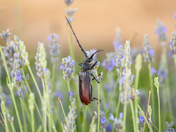 Close-up of butterfly pollinating on purple flowering plant