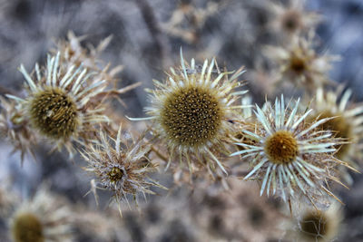 Close-up of thistle