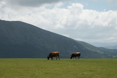 Horse grazing on grassy field