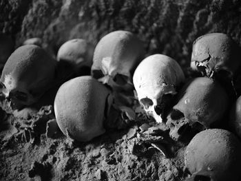 Close-up of human skulls in darkroom