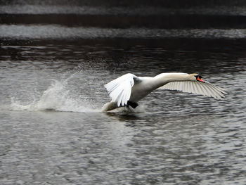 Swan is taking off from water ready to fly