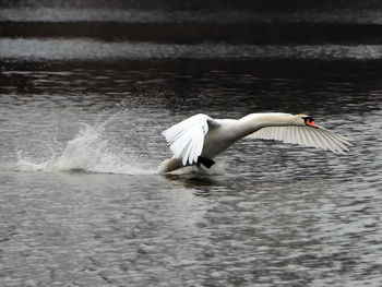 Close-up of bird in lake